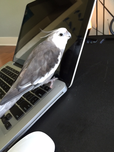 But here's the catch. I only take payment for my celebrity bodyguard services in waffles....