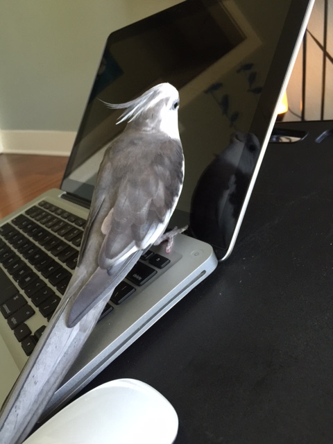 Can I help guard you from the large featherless being? Are my feathers grey and white?