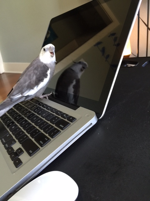 You know, it occurs to me that what you need is a bodyguard.