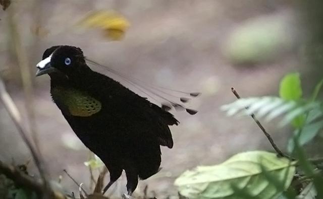 The very manly 6-plumed manbird of paradise....in search of a ladybird.