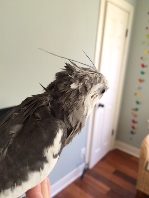 Boy was that shower thorough. I'm not wet....I'm sopping wet. I'll bet all the ladybirds can hear me dripping.