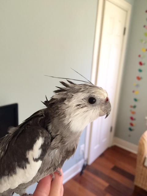 A behind-the-scenes, un-airbrushed photo shoot to show other manly manbirds how I produce my signature ladybird-killing "look of love?"