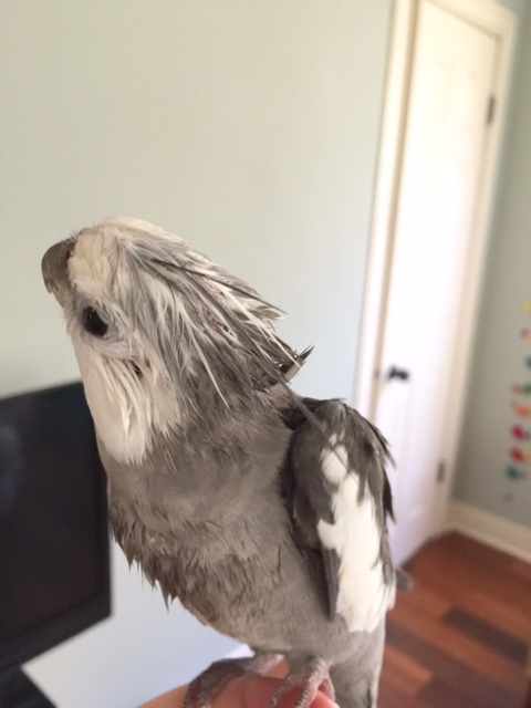 And these are my very pretty crest feathers when wet, and my very pretty wing feathers when wet, and my very pretty breast feathers when wet....