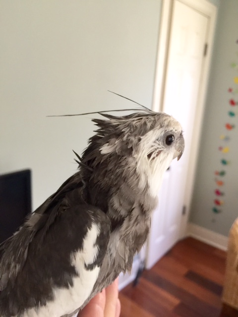 Boy was that shower thorough. I'm not wet....I'm sopping wet. I'll bet all the ladybirds can hear me dripping.