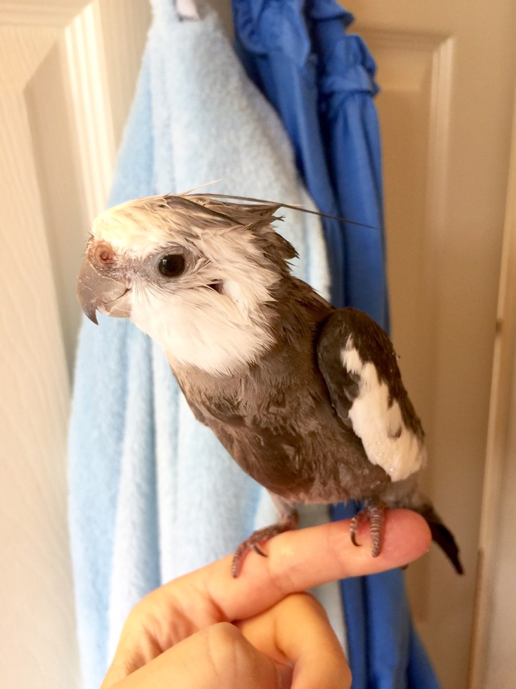 Here, notice how the model's very manly manbird plumes provide a colorful contrast to the white feathers around the neck line.