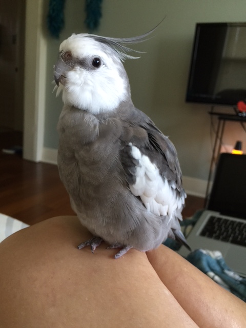 Yup. All the foes have glazed eyes and are staring adoringly.