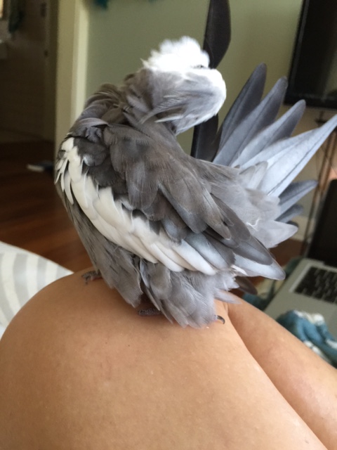 A back-bend or two (while looking very feathery)....