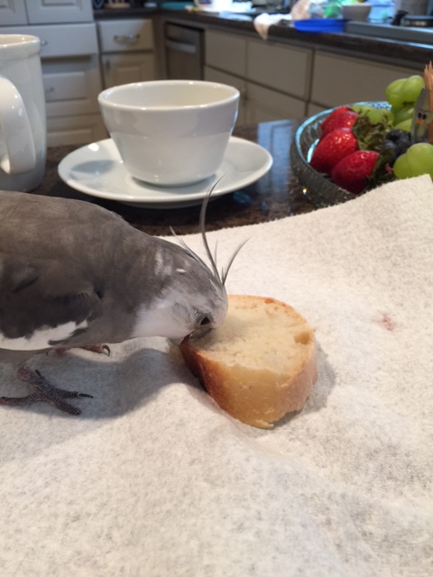 This calls for my signature "extreme measures" maneuver - the "full face beak plant."