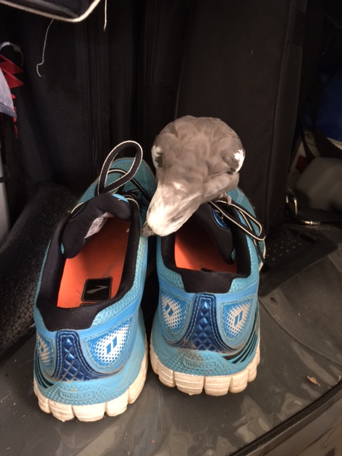 "Ankle support?" Sheesh - clearly a fabrication if I've ever heard one. I don't even have "ankles!"