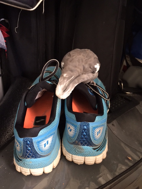 You know, next time you try to sneak in someplace, you might want to bathe first. You smell.....pungent. Try rubbing some waffles over yourself first - that should help.