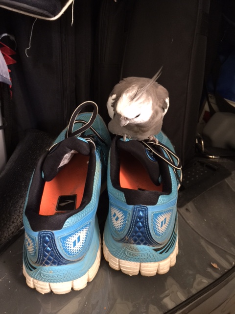 A well-crafted cover ID, if I do say so myself. But I've seen her walk around many times without you. 