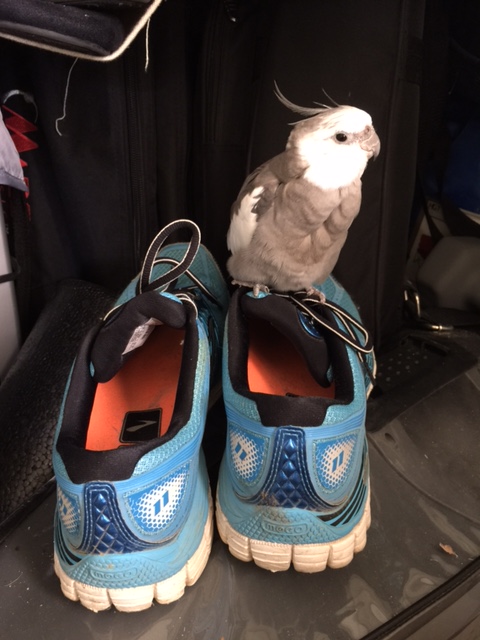 The bad news? Well, they are clearly imposters. They are very poor liars and they should have at least bathed before trying to break in. I'll be escorting them out shortly.