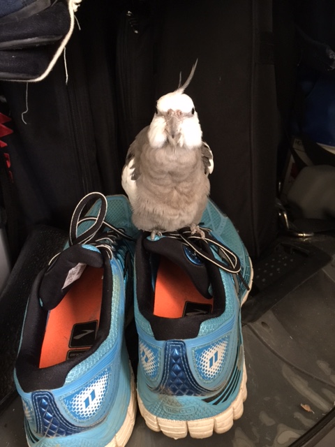 They say they are "sneakers," Mom, and you need them to help you walk. I am going to check out their story so you may want to keep your distance.
