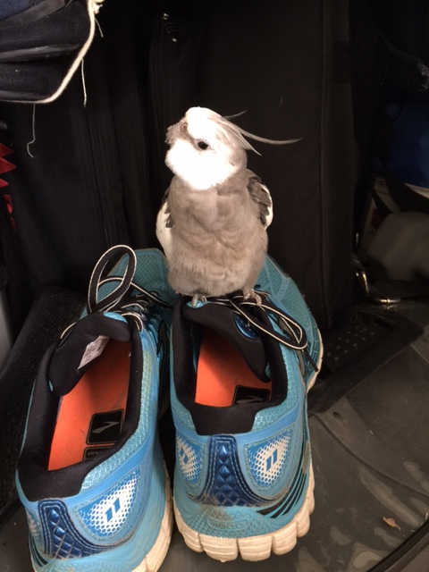 The good news is, blue is a great color for me and I look very cute sitting on top of these so-called "sneakers."