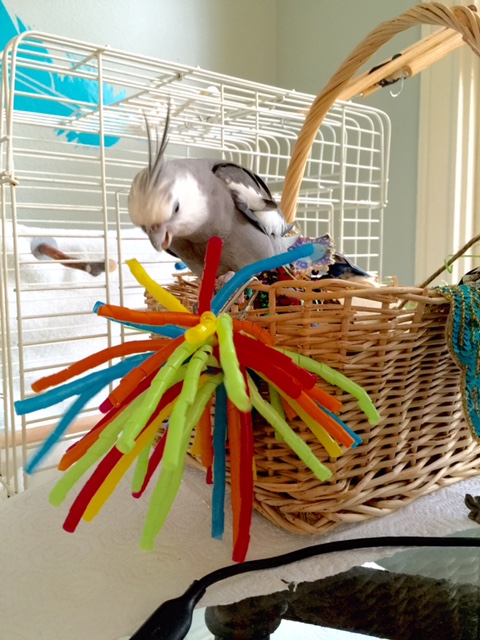 Mom, how do you feel about an "attack modeling shoot?" I can showcase "fierceness!"