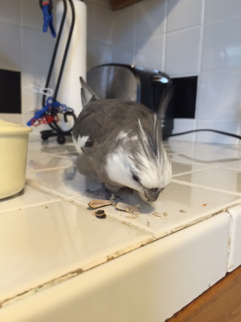 You can't pick "neither." Well, because you just can't!