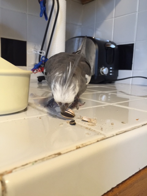 But don't you worry....you are the lucky nut who gets to help with that!