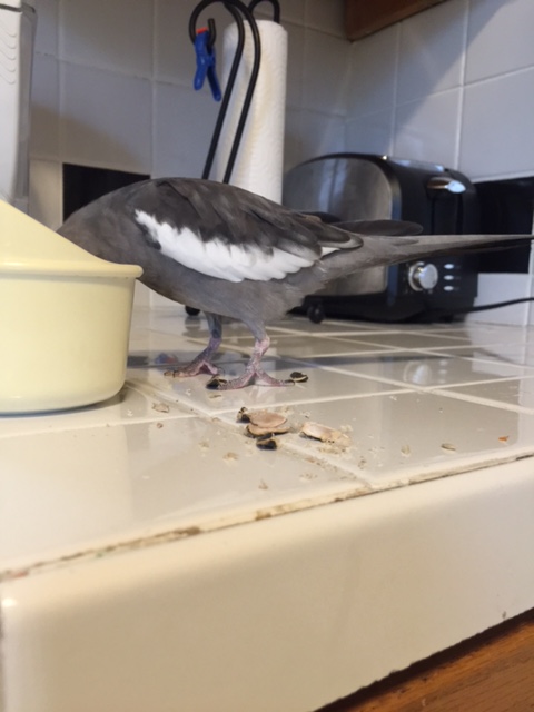 A well-constructed disguise, if I do say so myself.....but not well-constructed enough.