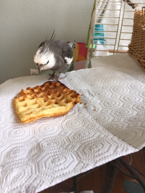 It appears to be.....a totally unattended....WAFFLE.