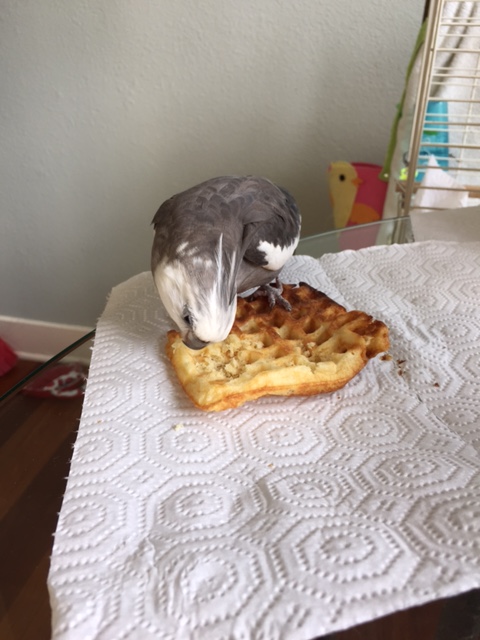 Nom CHOMP nom CHOMP nom nom nom...