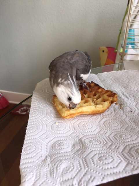 I wouldn't want to be the indecisive diner who left this morsel undefended.....probably a politician too.