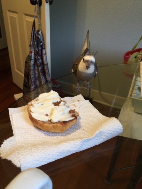 The world-famous gourmand (with feathers) arrives a few minutes early to prepare for the "Bagel Sessions."