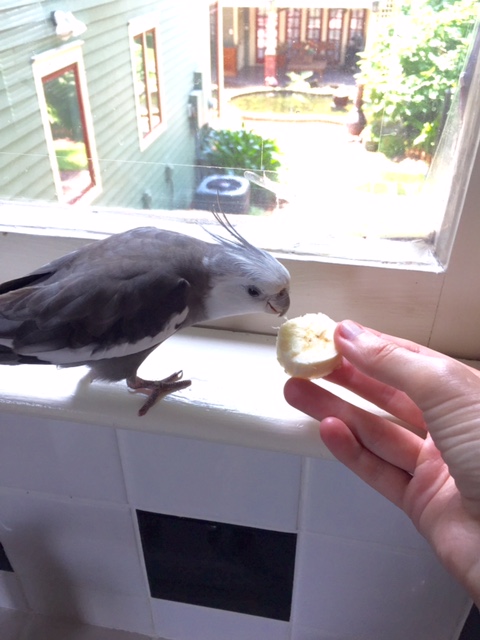 Ohhhhh. My large featherless assistant sent you....say no more.