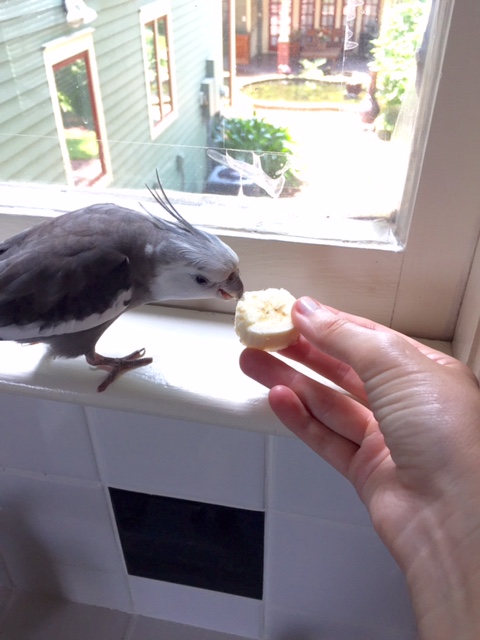 Well, okay, I'll just have one more bite "for the road"....I'll need the energy for my featherless assistant's afternoon "brunch menu" re-training session....