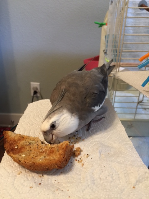 Yes, I mean you, sunflower seeds. And you, millet seeds. And you, pumpkin seeds....