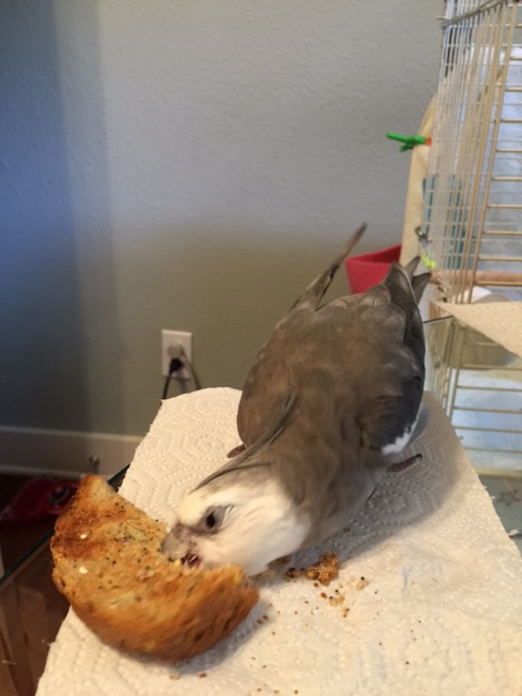 NOM nom NOM NOM CHOMP nom CRUNCH nom NOM nom....