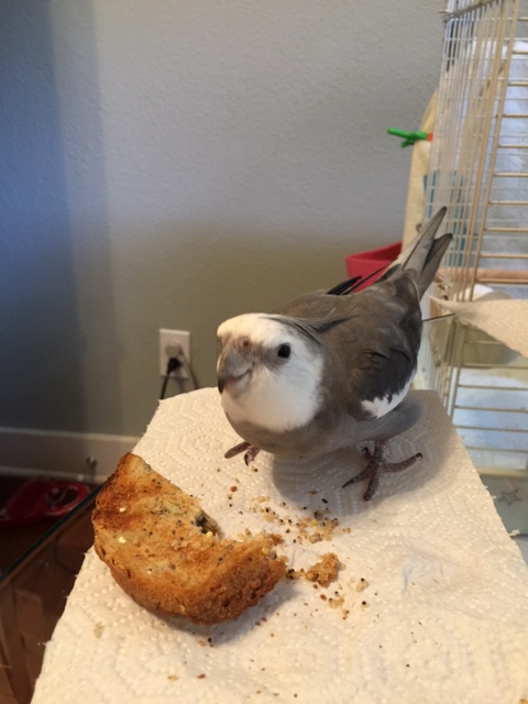 Why yes, Mom, the mission is going splendidly. Would I like roasted seed toast for lunch? However did you guess?