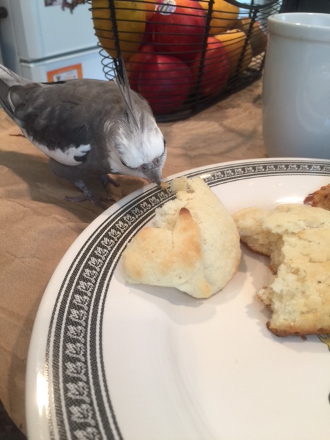 What's that you say, Biscuit - you've always wanted to be in a photo shoot? 