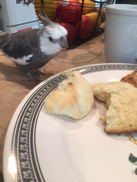 Okay, Mom - Biscuit says he is ready to be my "prop" in his very first photo shoot!