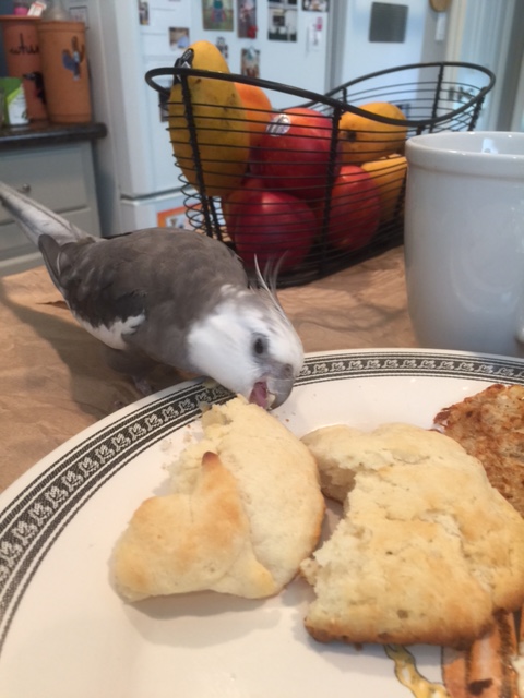 Perfect! (nom nom nom) I'll just (nom nom nom) do a little last-minute grooming (crunch crunch crunch) to make sure you are camera ready (nom crunch nom)....