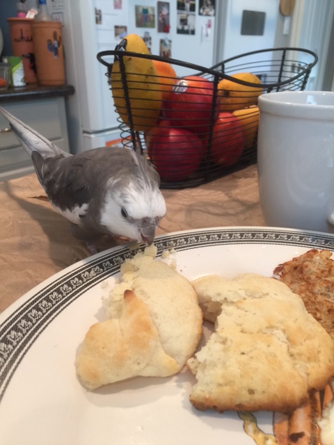 I'll bet I look really cute nibbling on this biscuit, too!