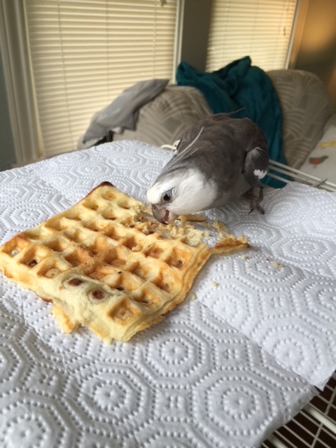 CHOMP nom CHOMP nom crunch crunch crunch....