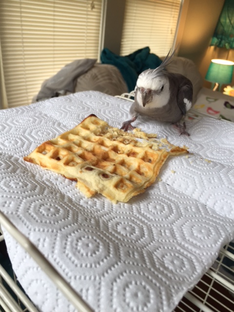 Wow! This is a special meal indeed! I could tell the Small Chef's cooking anywhere - she must have had it (um) flown in to this fine cage top restaurant just for me!