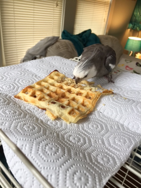 I am sure all the other diners wish they had what I'm having. I'll just adopt my "sumo waffle" guarding + consumption stance.