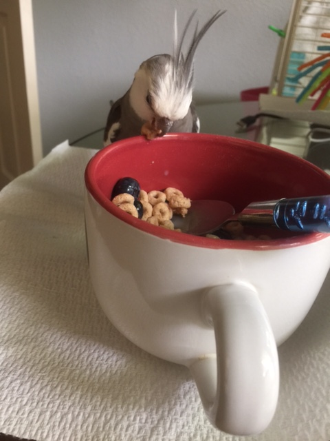 All research will be conducted through my patented "chew stress test" process.