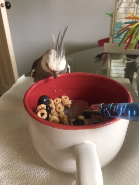 Oh, ho, ho! I spy hiding Cheerios!