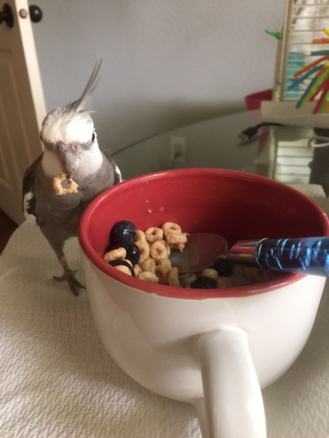 When the "chew stress test" is complete, I will place tested subjects off to one side like so.