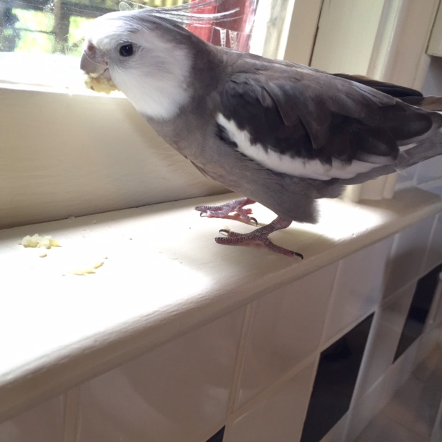 Oh good, my large featherless waitress is watching me. 