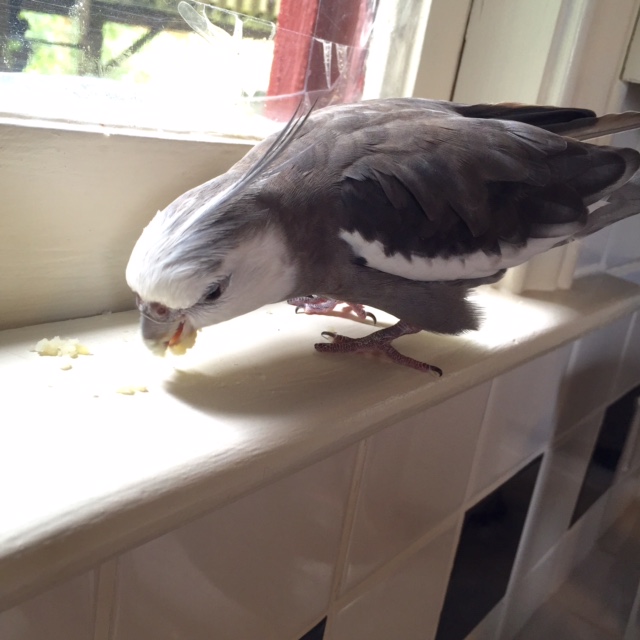 She needs all the menu planning training she can get, so I will make sure to send a clear message by cleaning my plate.