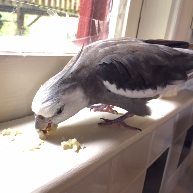 Nom NOM nom NOM NOM NOM nom....