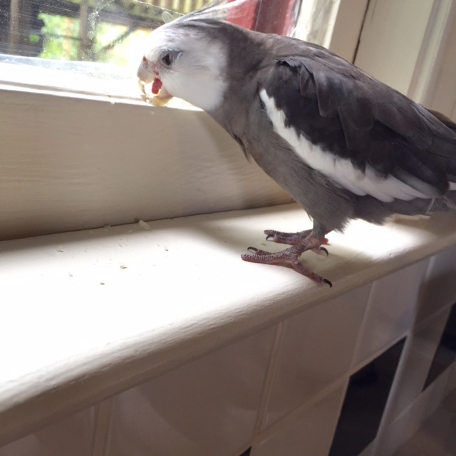 That's right - into my beak like the rest of 'em!