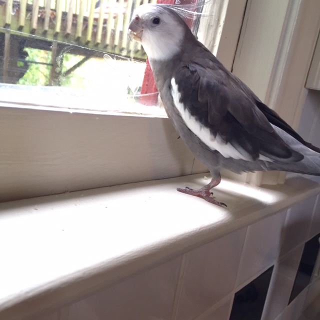 Got it, Mom - MOM - Mom, over here. Look how CLEAN my plate is. a CUTE bird with a CLEAN plate.....write it down if you need to....that's okay...
