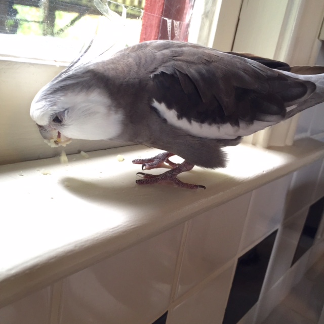 Let me just nip up these last few morsels.....