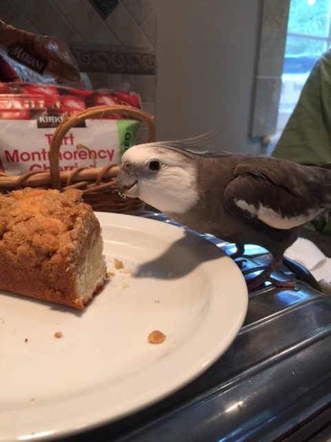 She introduced me as "the cutest and prettiness grandbird in the whole world," but my actual given name is "Pearl."