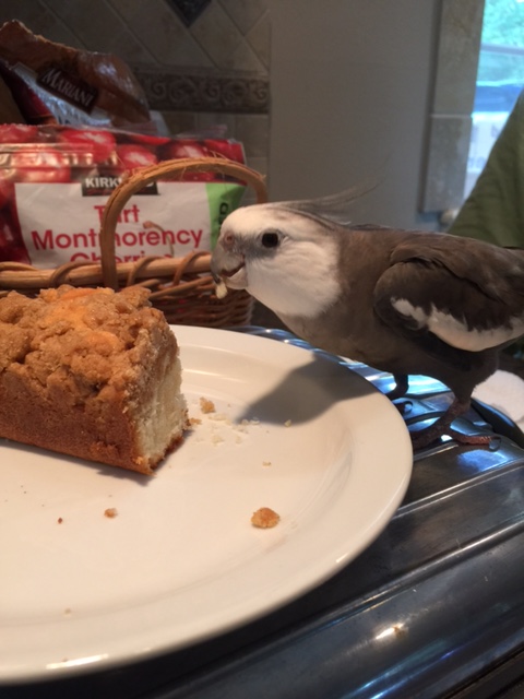 Well it was nice to meet you, Crumb Cake. If you have time, I highly recommend that you connect with another being I know and love. His name is "Waffle." He may be able to give you some pointers.