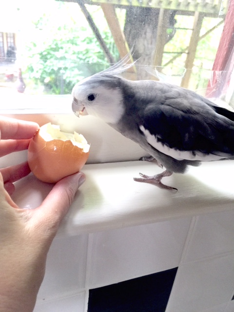 Oh. Wow. I didn't think I was in the mood for this particular dish today, but this presentation is....spectacular.